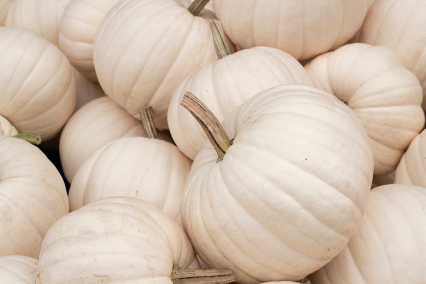 Where to buy white pumpkins in Dubai